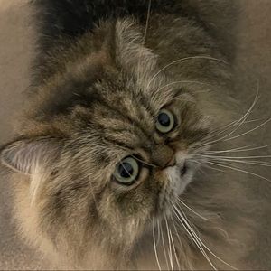 Meet your Posher, Kat